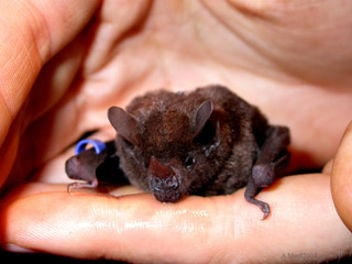 leaf-nosed bat