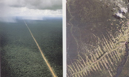 deforestation along road