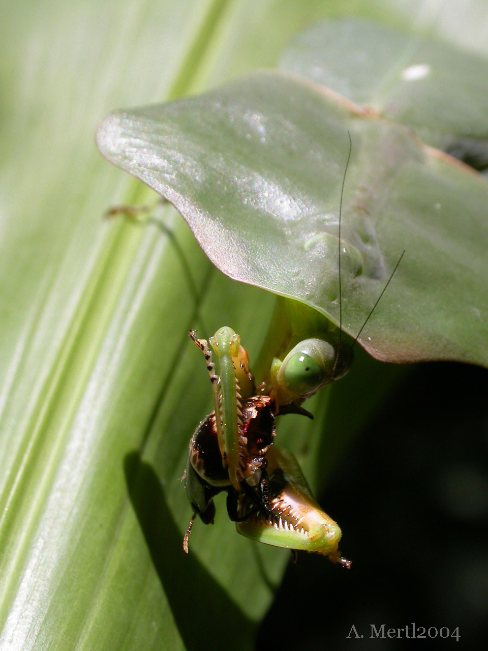 leaf mantis