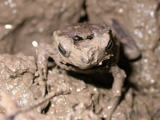 frog in mud