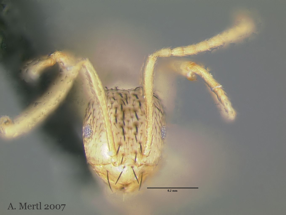 brachymyrmex cavernicola