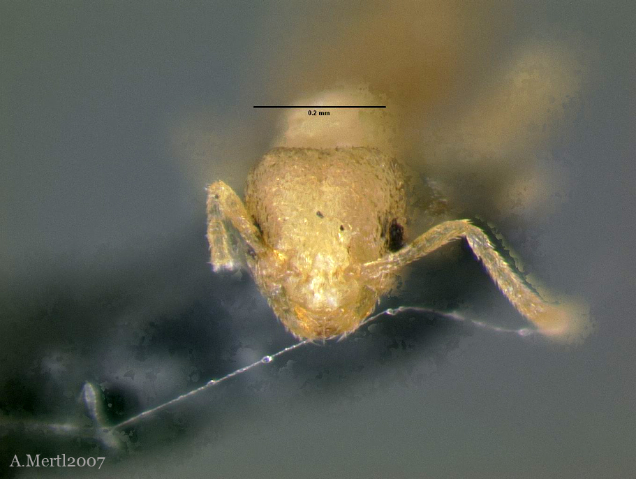 brachymyrmex species 1